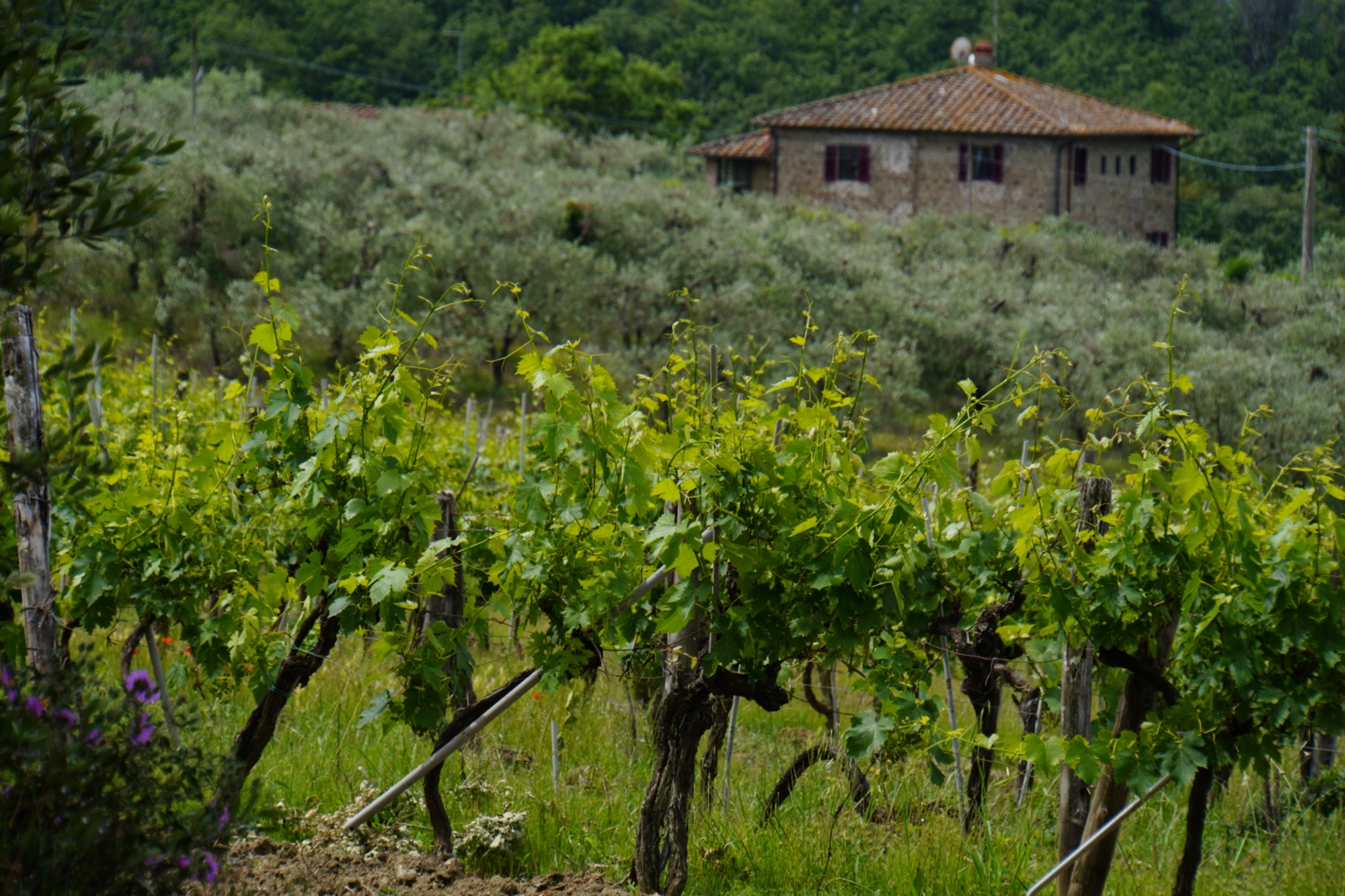 Los viñedos alrededor de Florencia