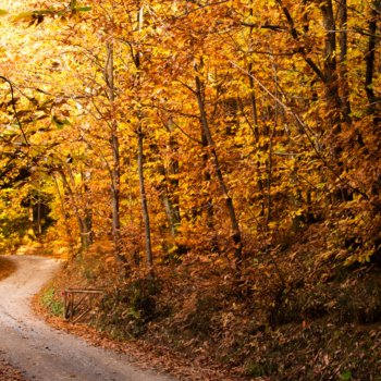 Road lined with trees with autumn foliage