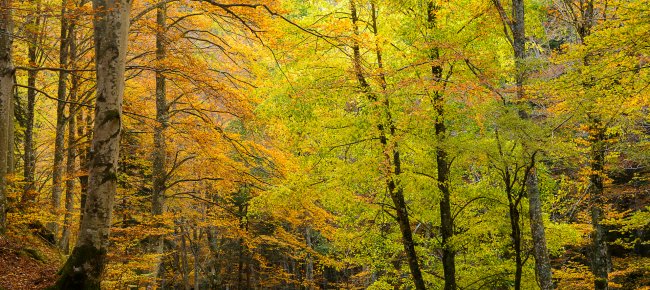 La Foresta del Casentino in autunno