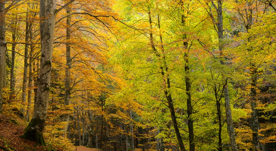 La forêt du Casentino en automne