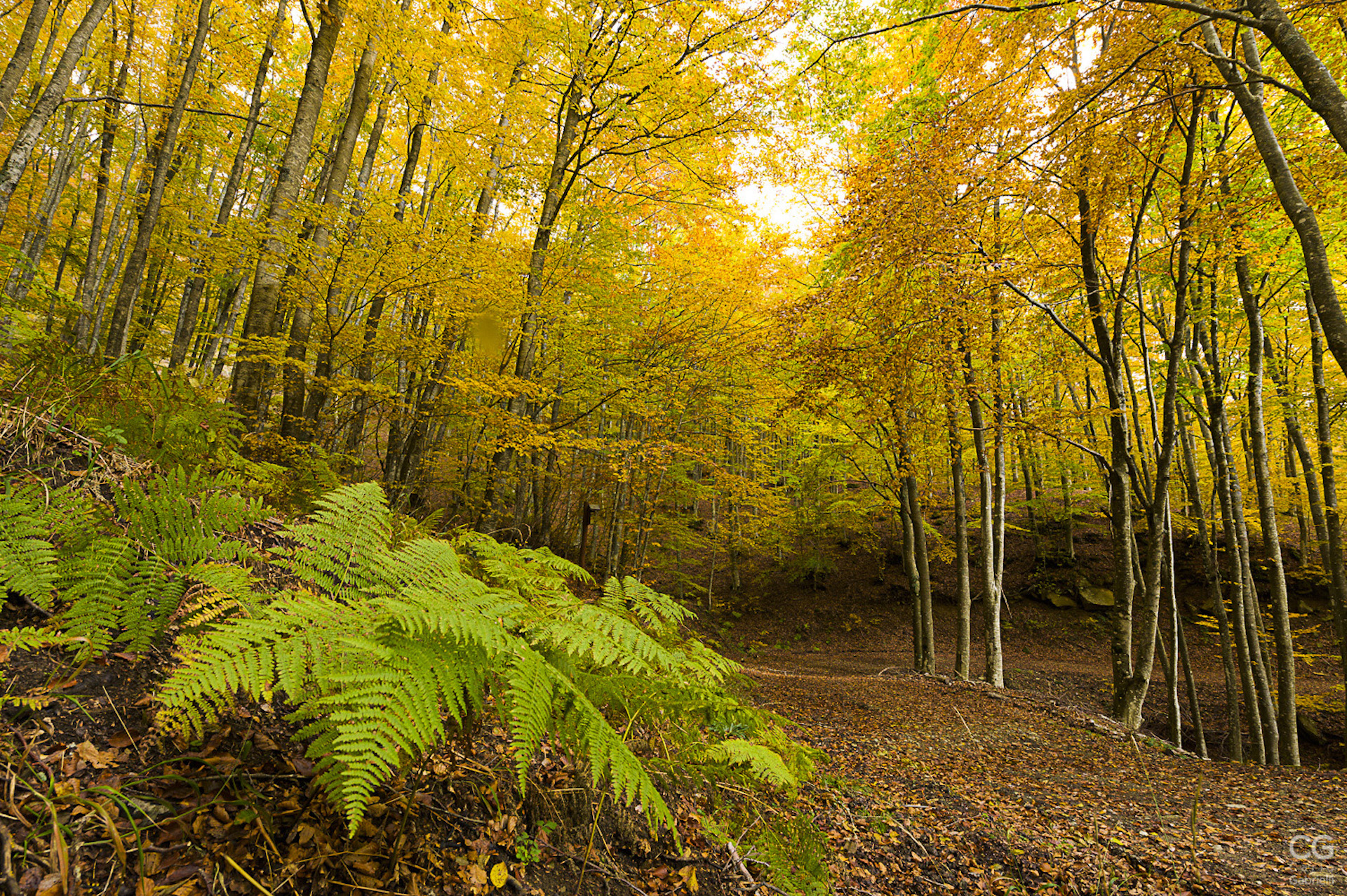 La forêt du Casentino en automne