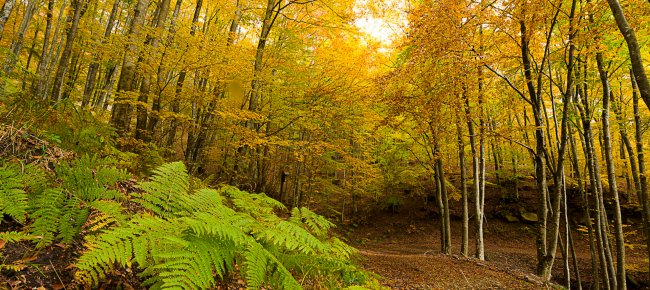 Der Casentino-Wald im Herbst