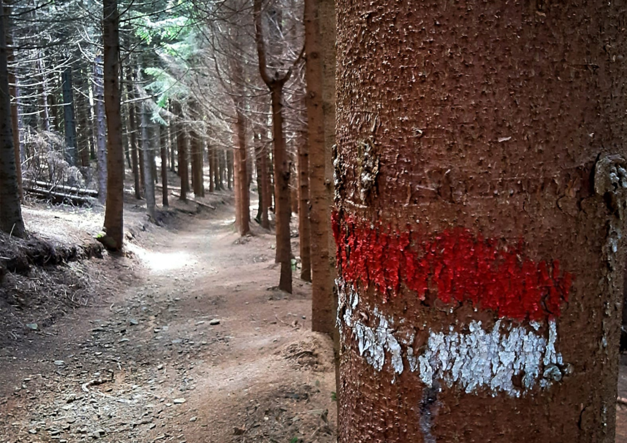 Le sentier traversant la forêt du Brattello