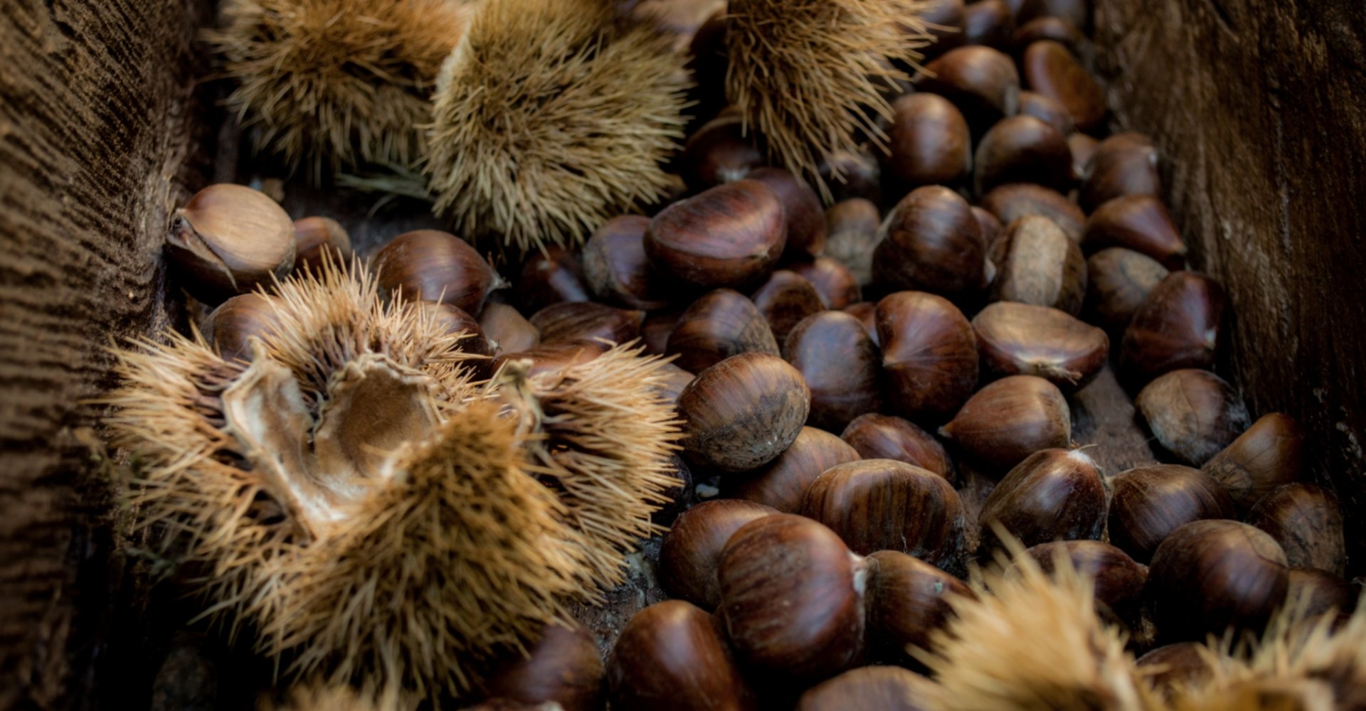 The chestnuts of Lunigiana