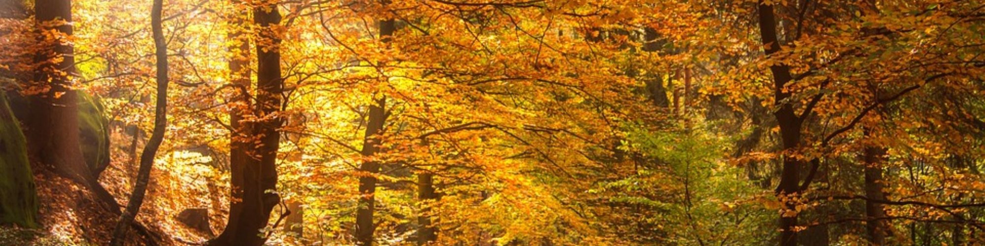Autumnal forest on Monte Amiata