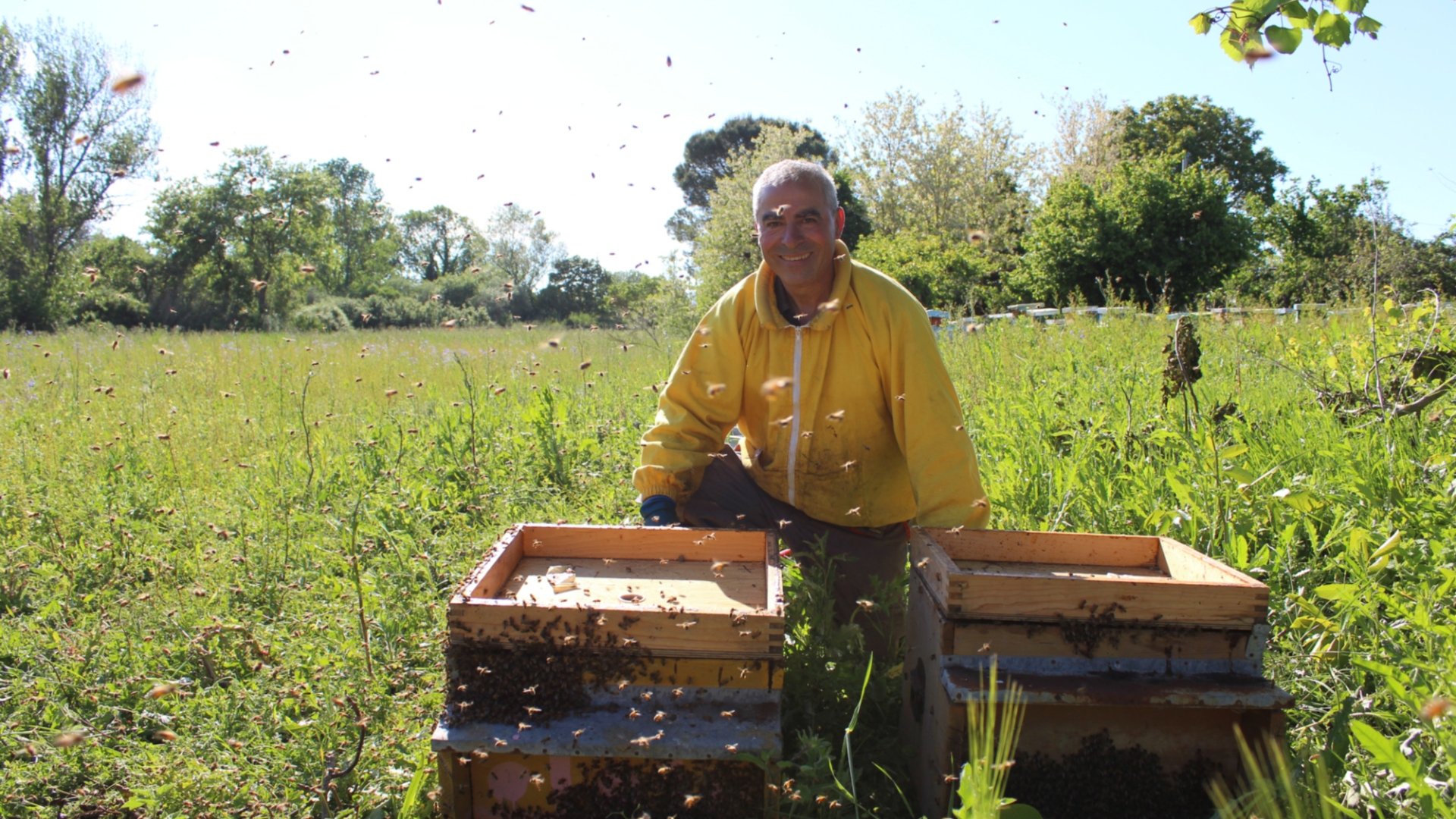 Guided tour with an expert beekeepers