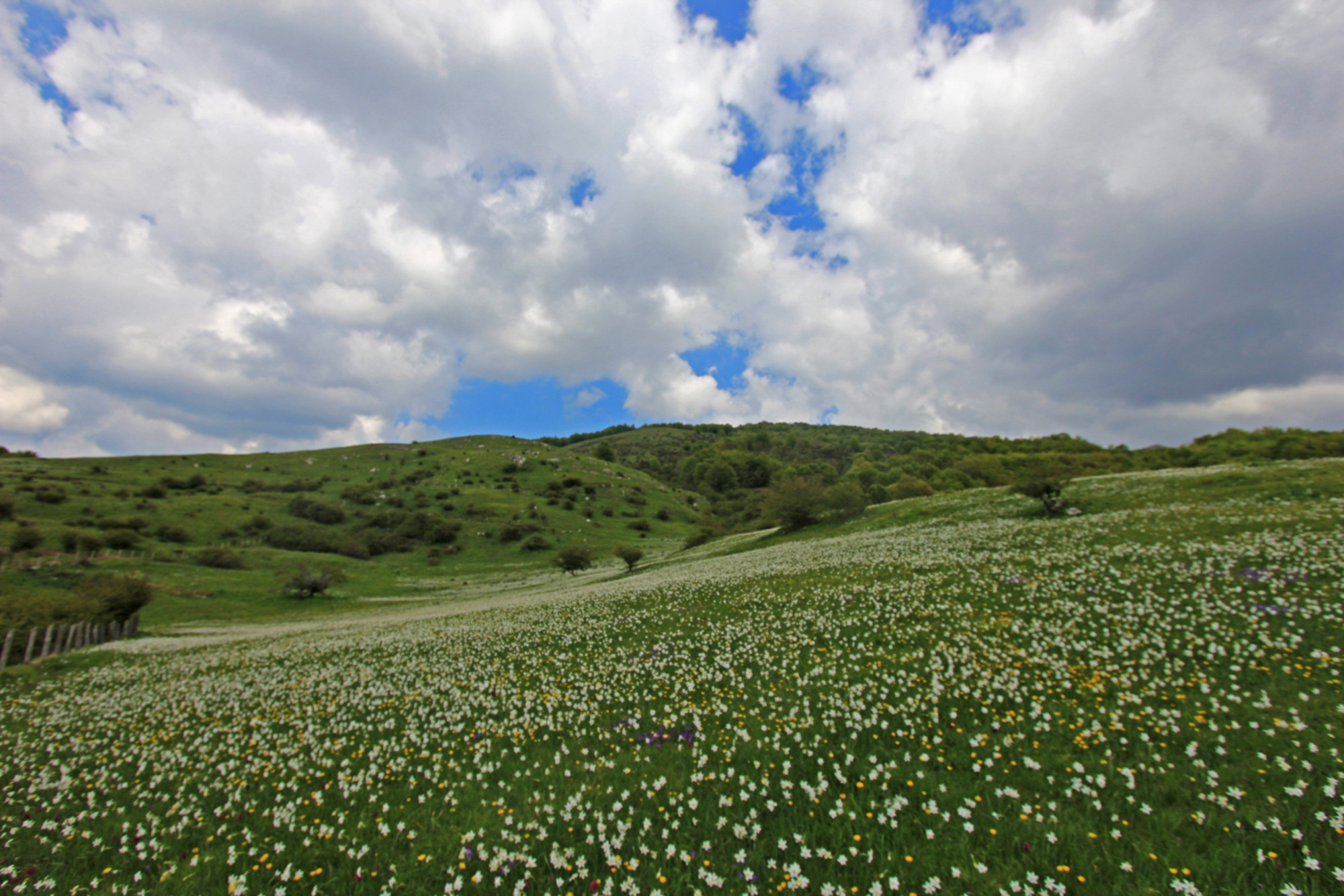 The Logarghena meadows