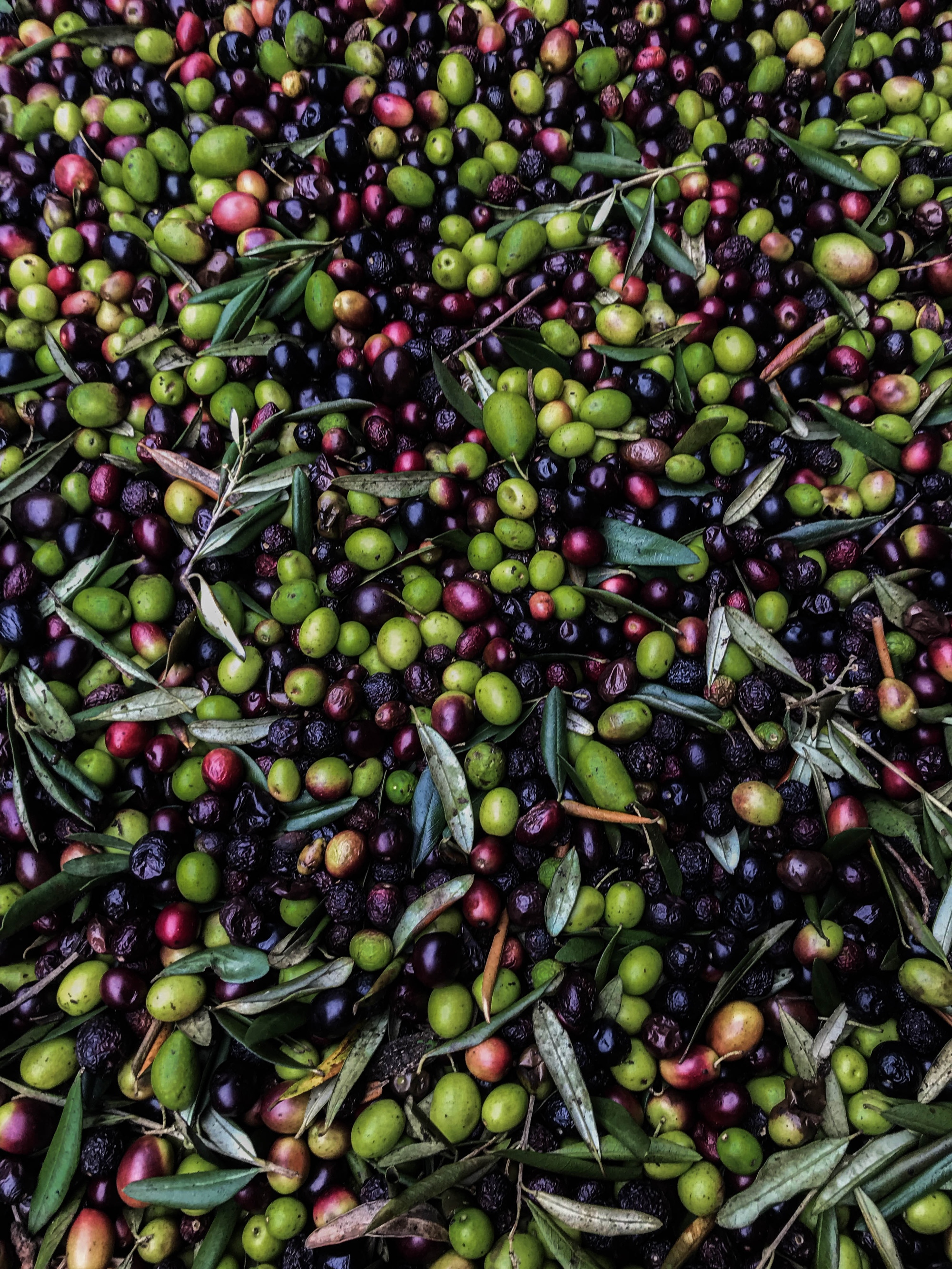 Olives fraîchement récoltées