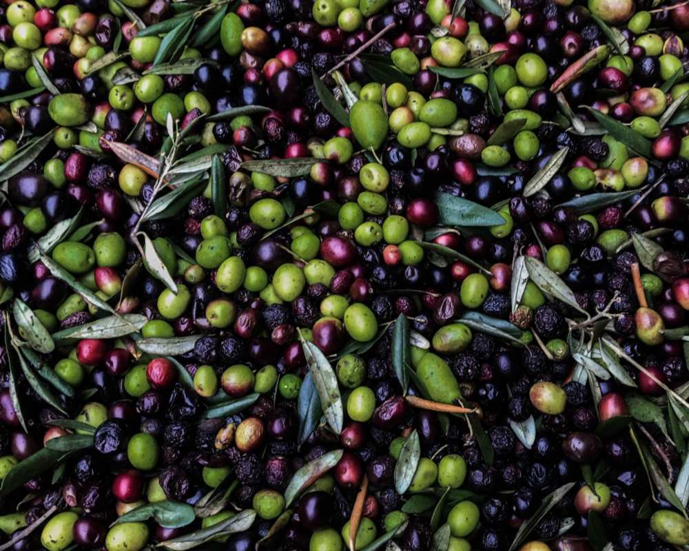 Frisch geerntete Oliven
