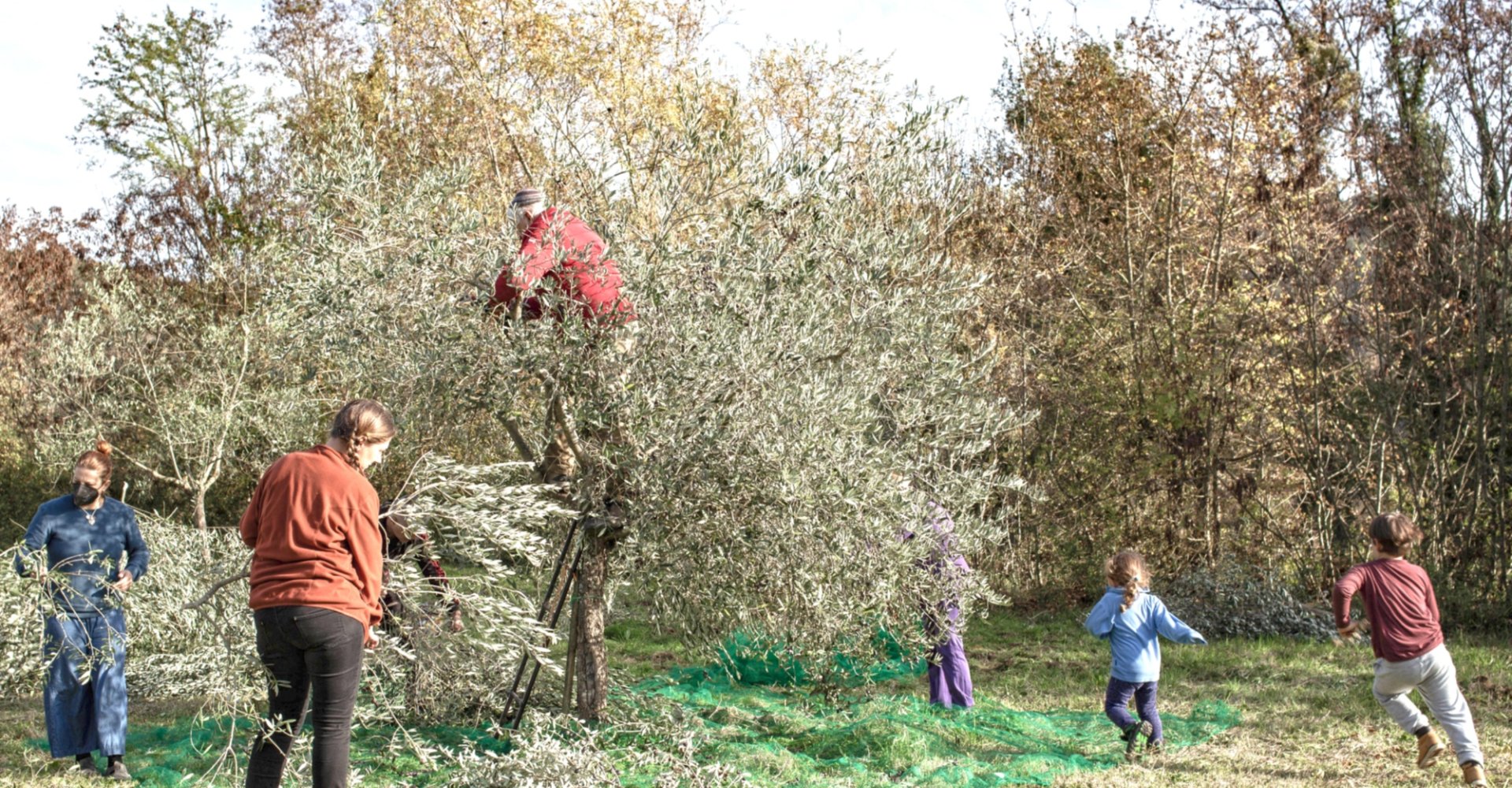 The olive harvest is a moment of family and social sharing