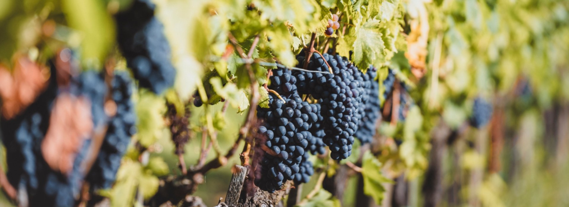 Visit two wineries producing the famous Brunello di Montalcino with tasting