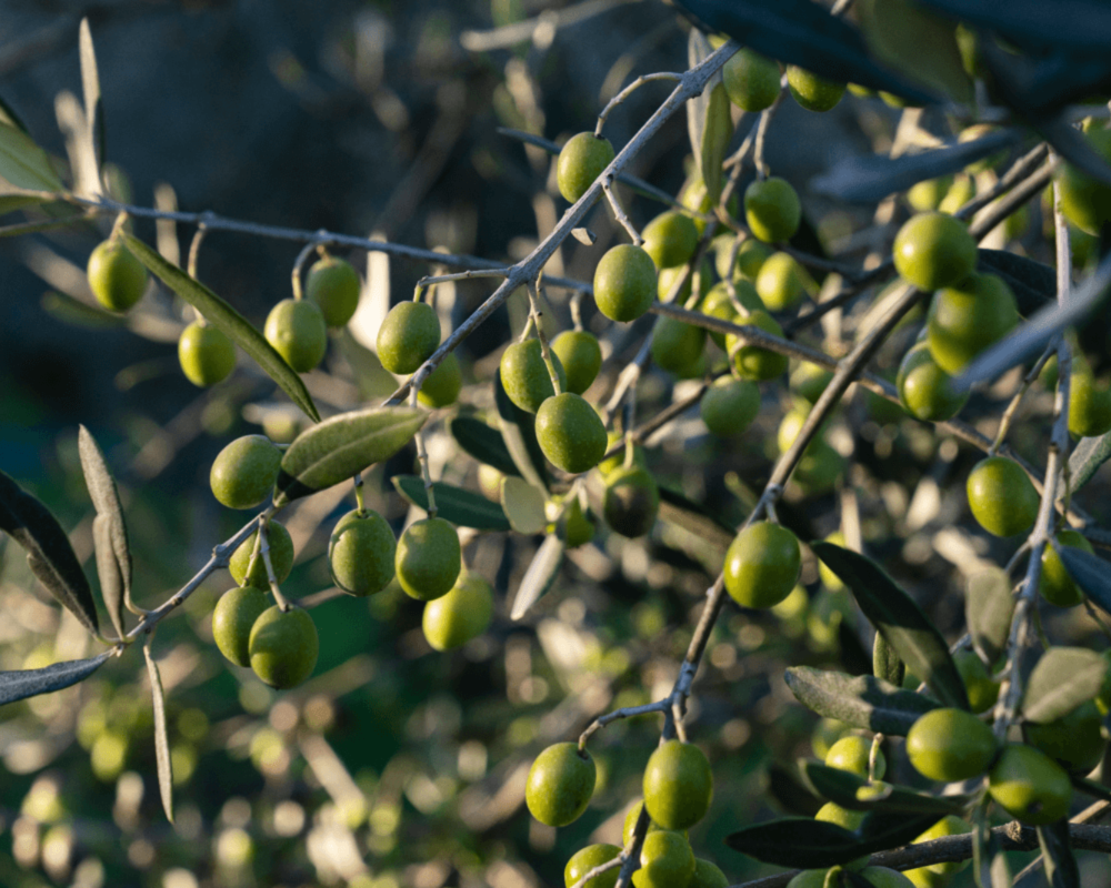 Die Oliven