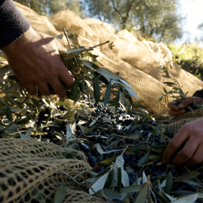 Olive harvest at the Buonamici oil mill