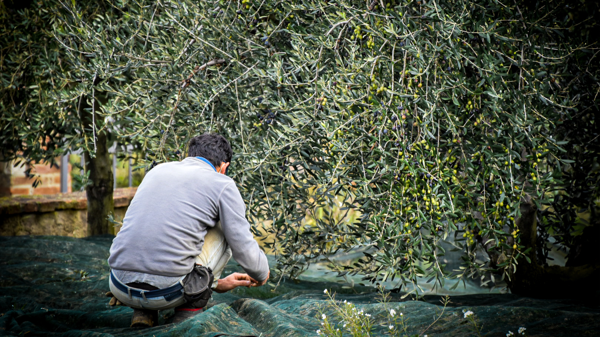 Raccolta delle olive nel Montalbano