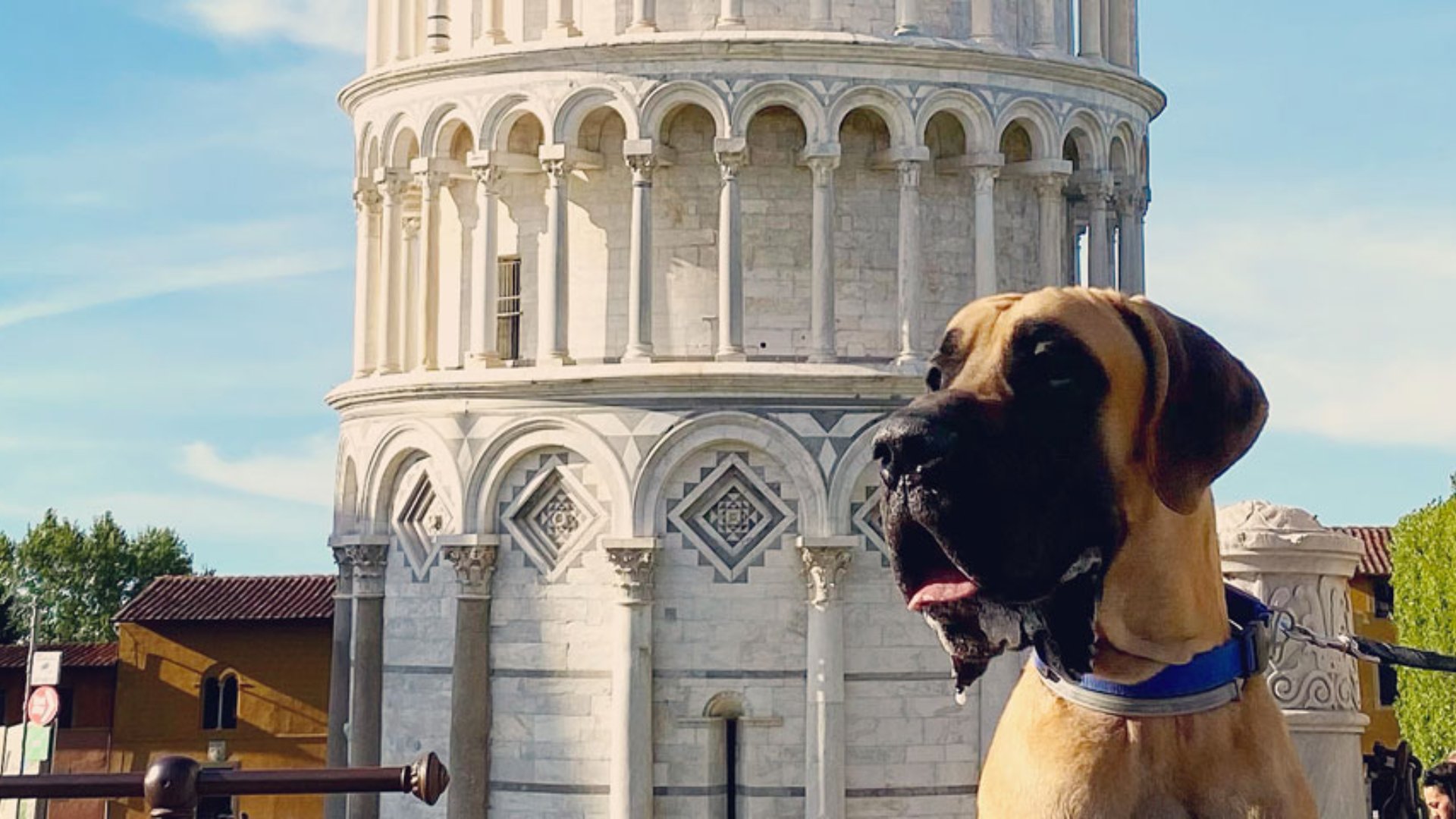 Schiefer Turm von Pisa mit Hund - Ohne Anstehen