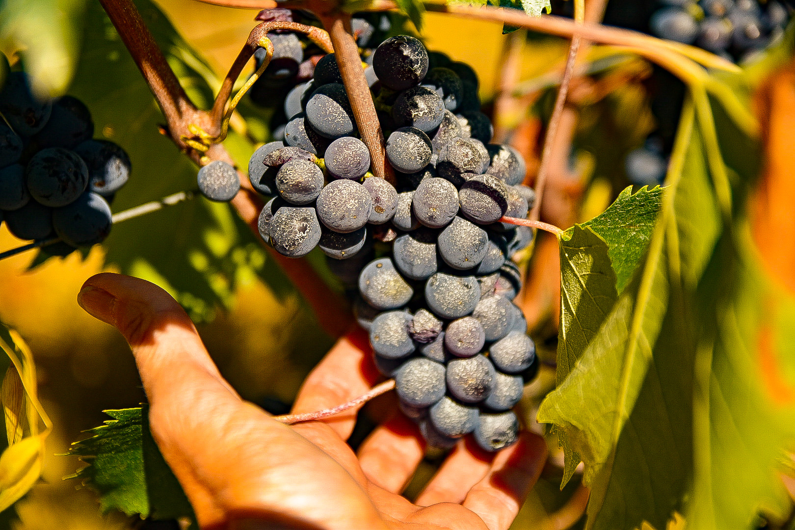 Vineyards in Montespertoli