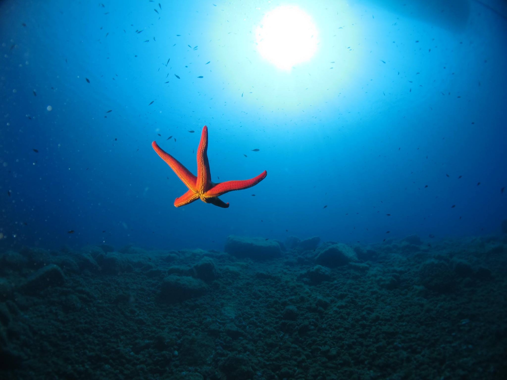 A starfish in the vicinity of Punta Nasuto