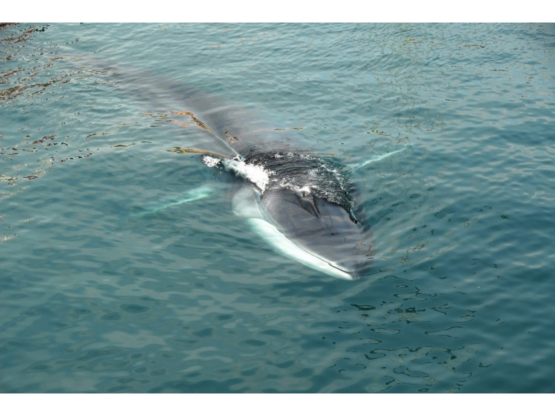 Parco Arcipelago Toscano - Whale