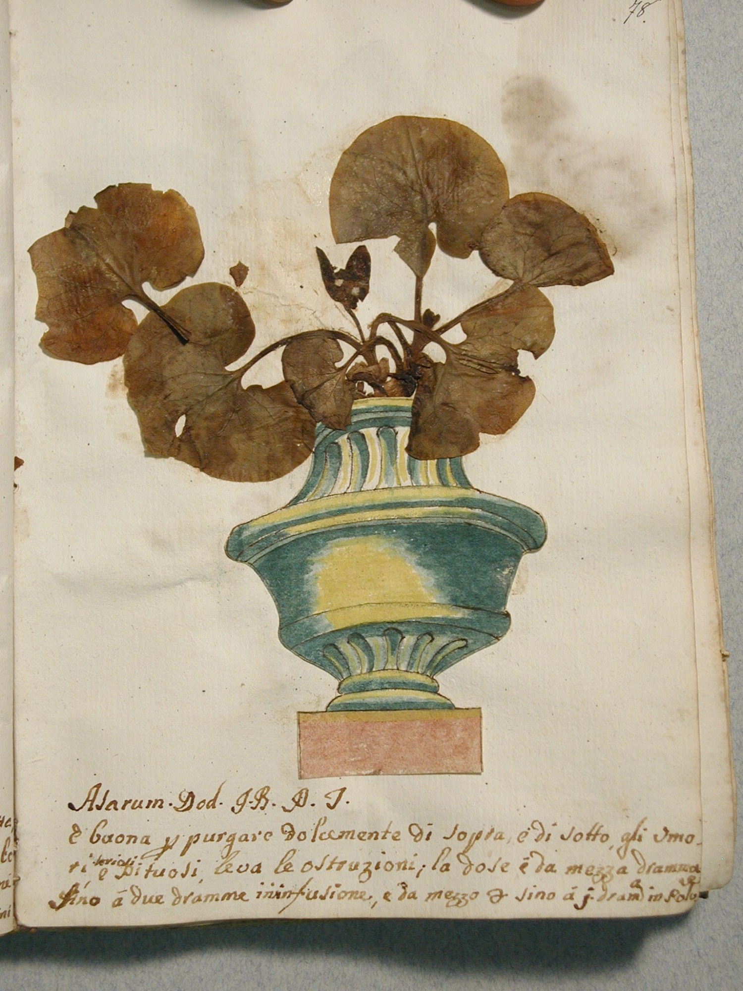 Herbier anonyme de Sienne, XVIIIe siècle