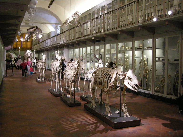 La Specola Zoological Museum