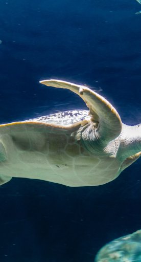 The turtles of the Aquarium in Livorno