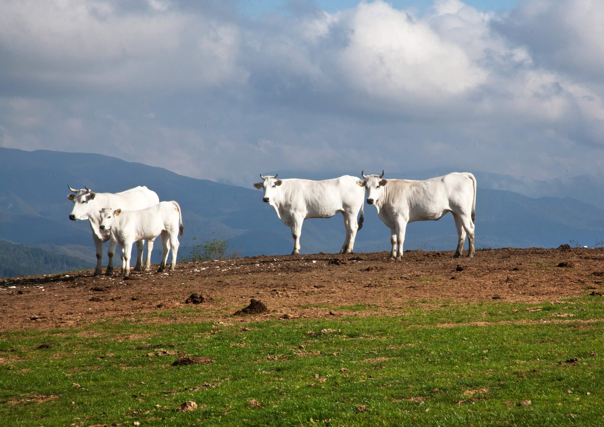 Native Calvanina Cows