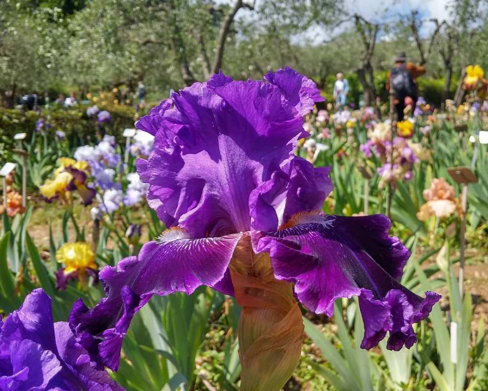 Jardin de l'Iris - Florence
