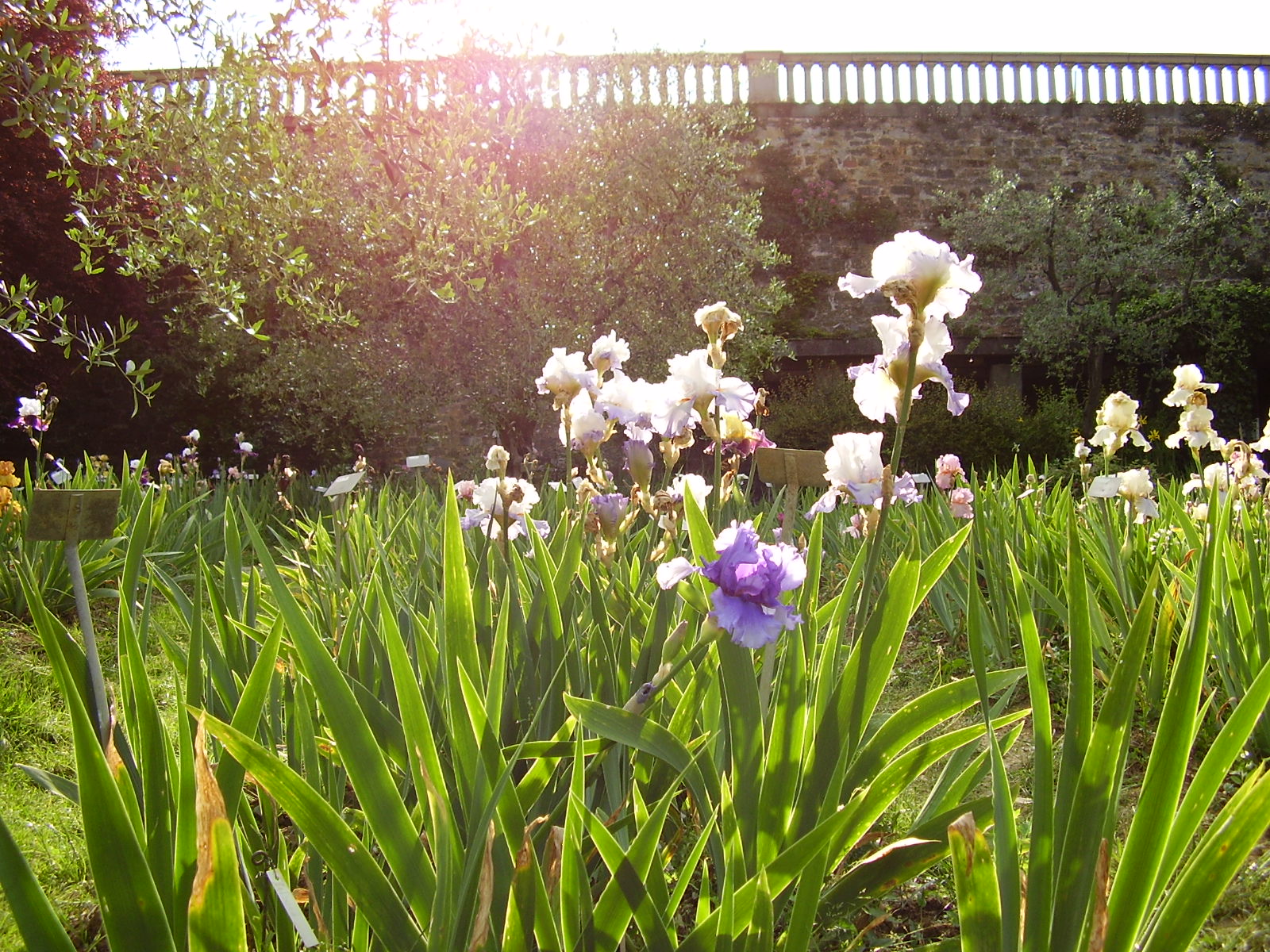 Il Giardino dell’Iris