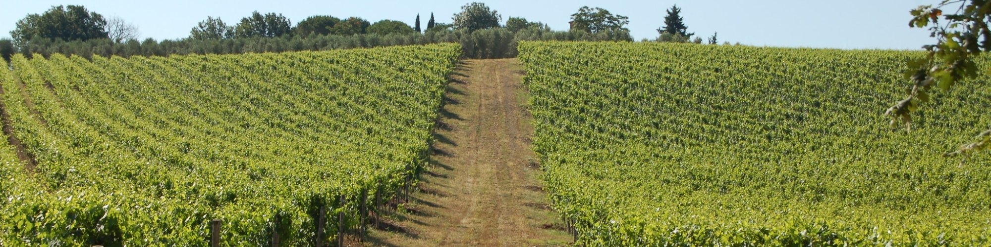 Los vinos DOCG de Toscana