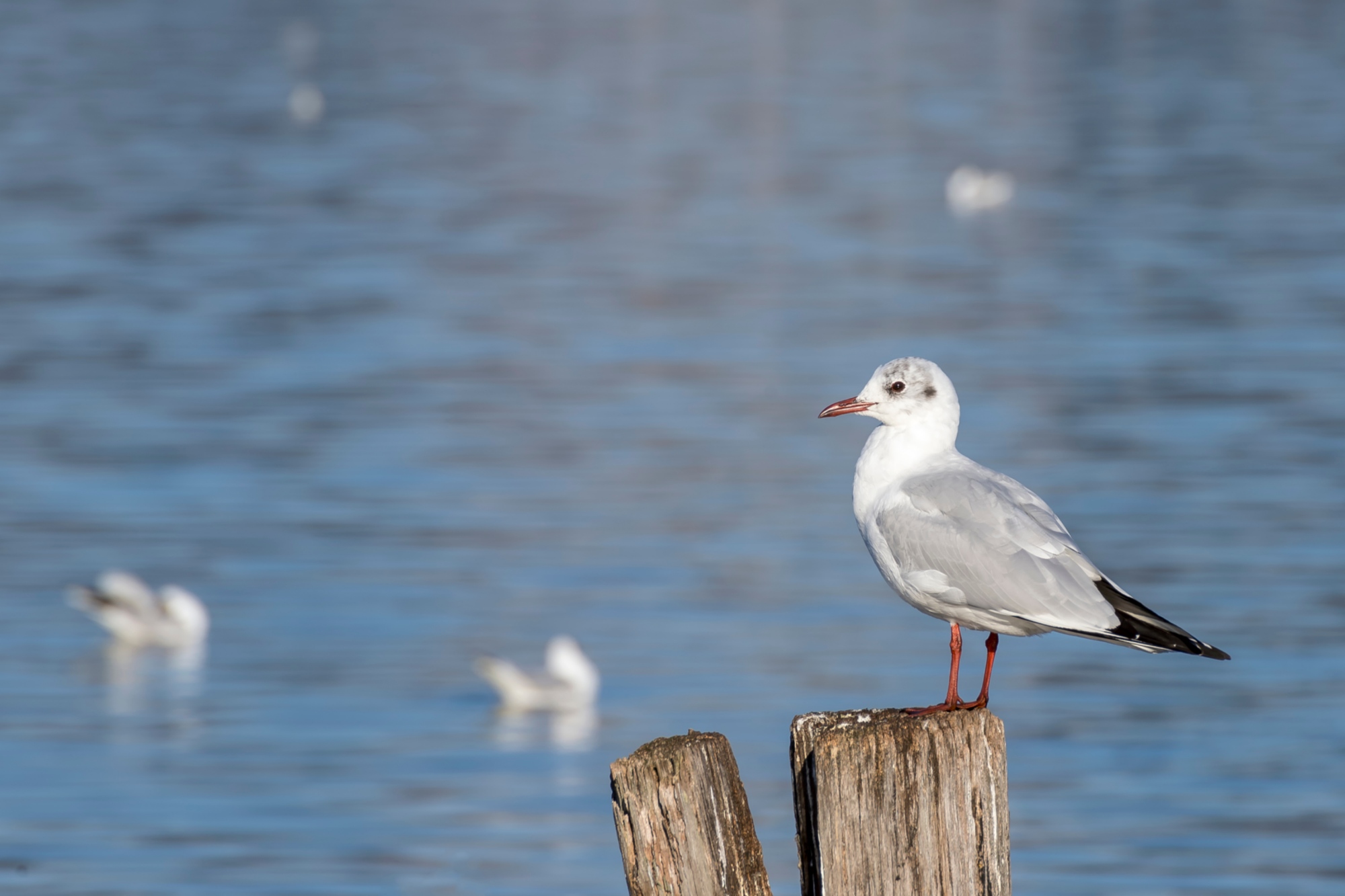 Seagull at Lake Massaciuccoli
