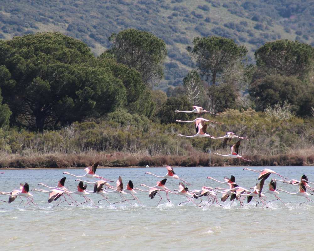 Flamingos in the Orbetello Lagoon