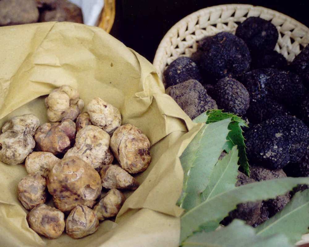 The truffle of San Miniato