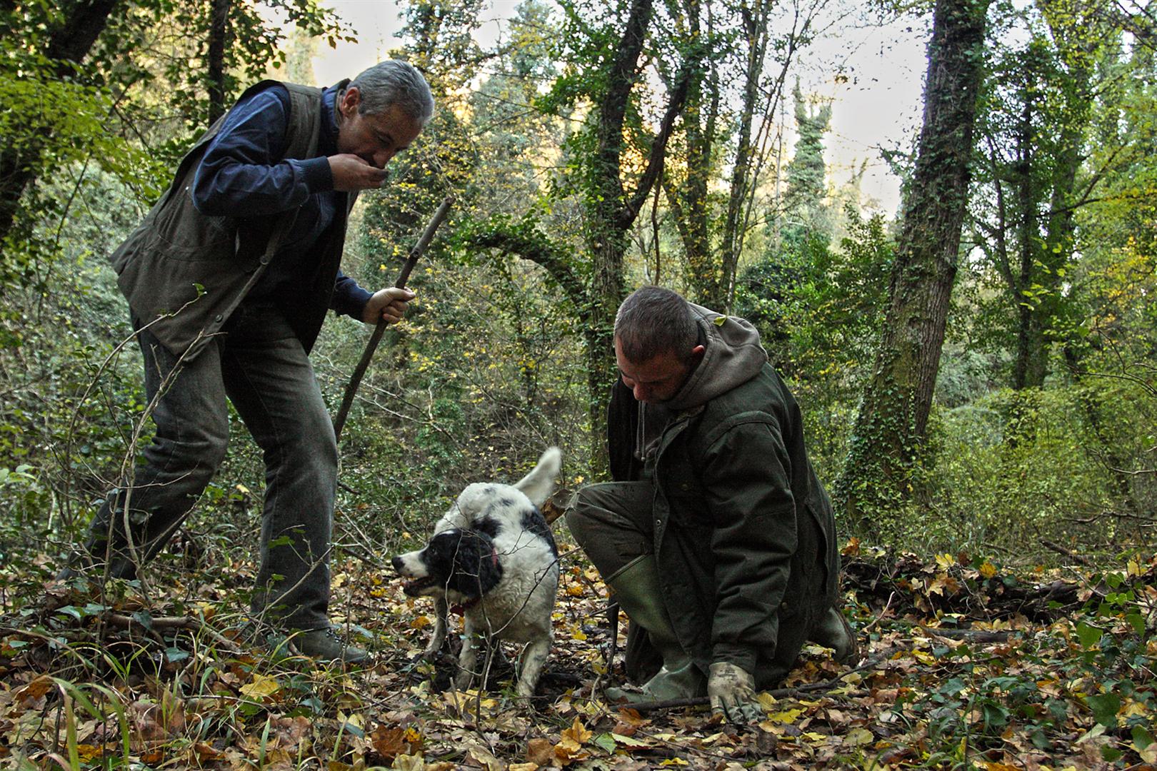 À la chasse de truffes en Toscane
