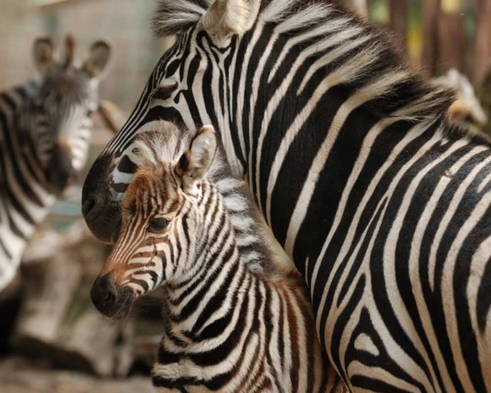 Le zebre dello zoo di Pistoia