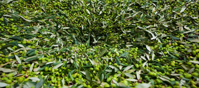 Les olives qui produisent l'Huile de Toscane IGP