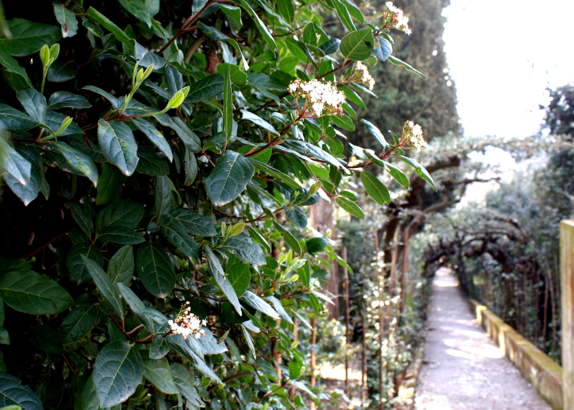Blumen im Boboli-Garten