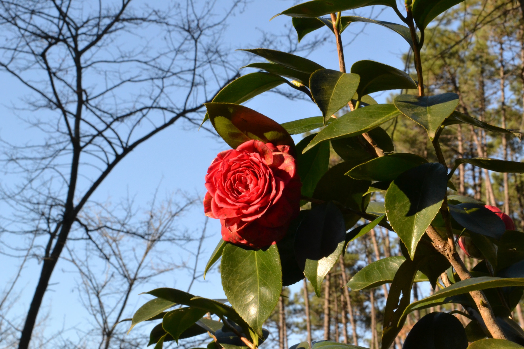 Camellia from Lucchesia