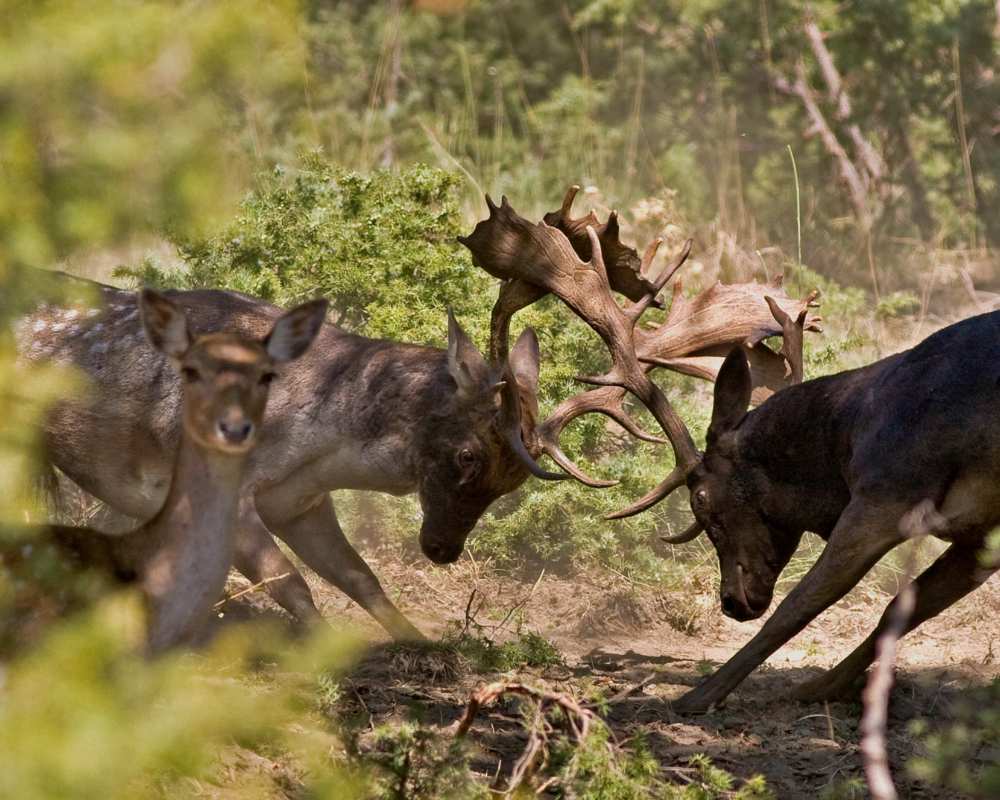 Ciervos en el Parque de los Bosques en Casentino