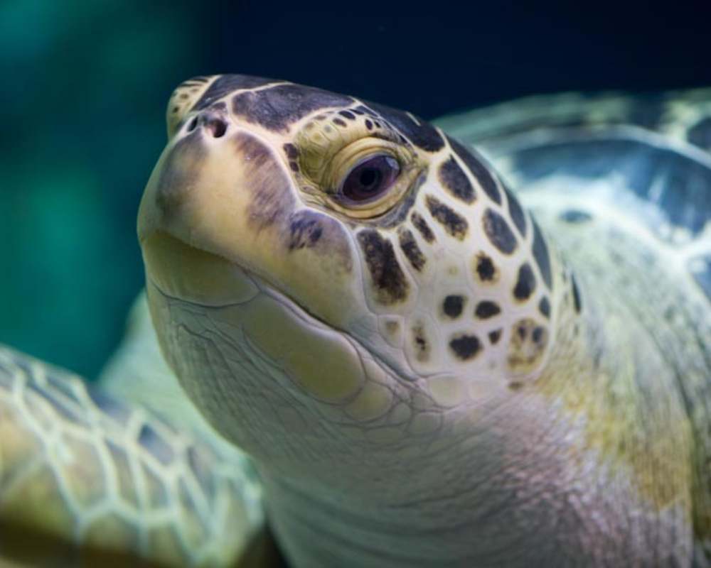 Die Schildkröte des Aquariums von Livorno