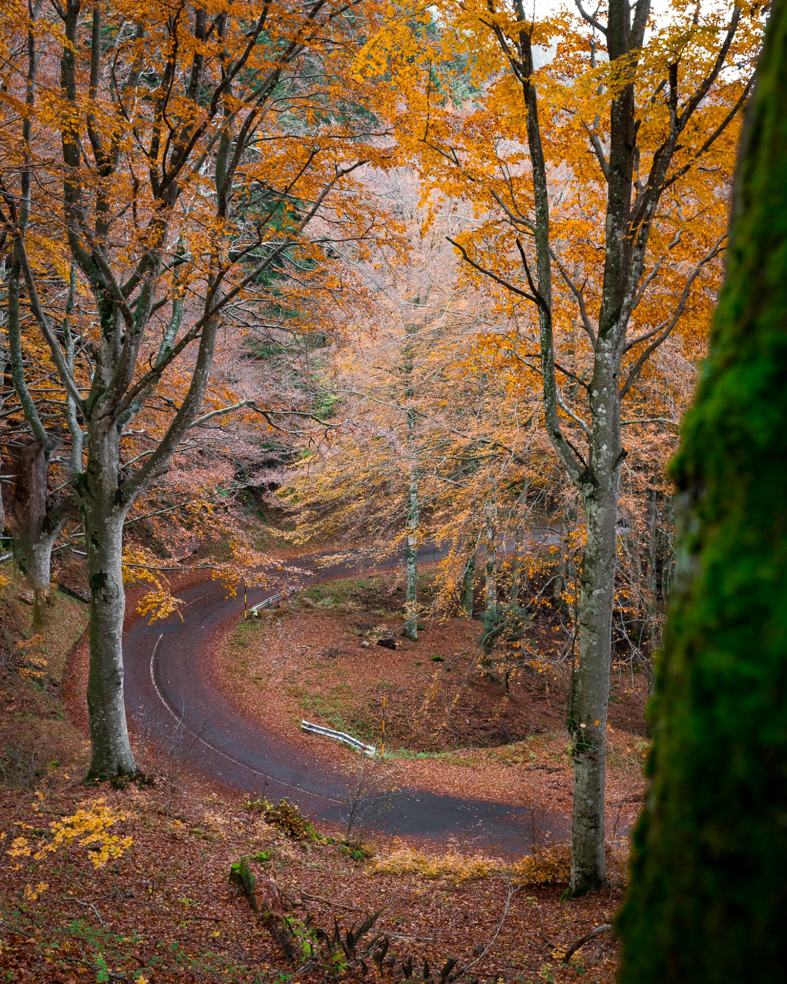 Los espléndidos Bosques en Casentino en otoño