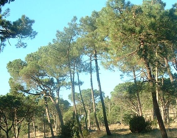 Galiceti-Park