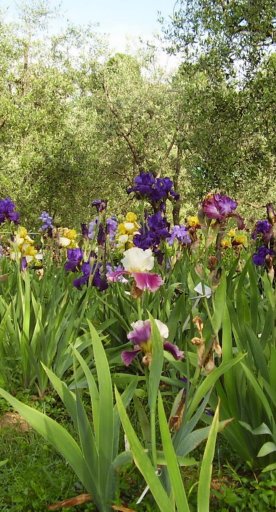 Der Giardino dell'Iris in Florenz