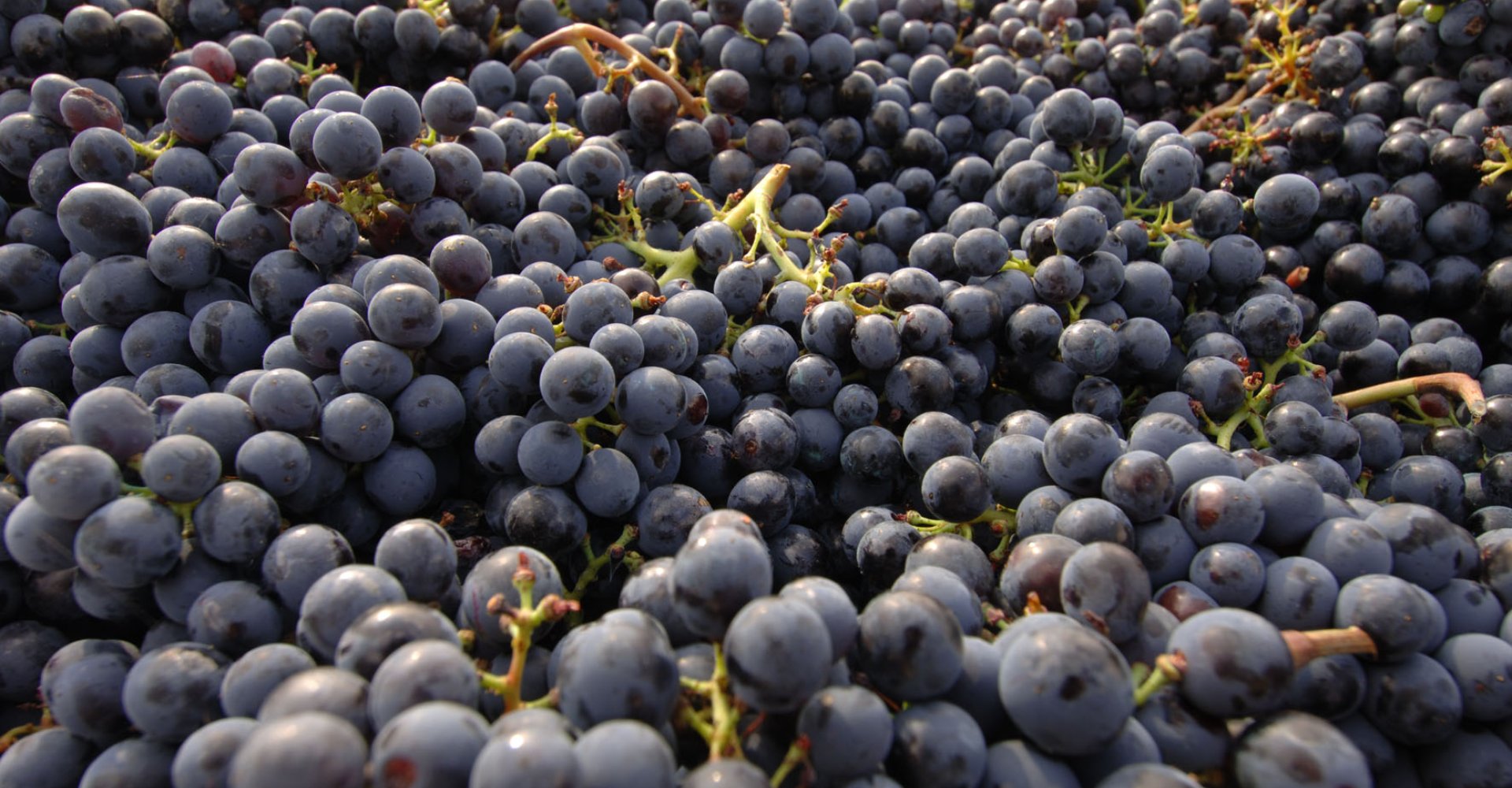 Grapes Tuscany