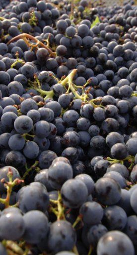 Trauben für die Weinproduktion