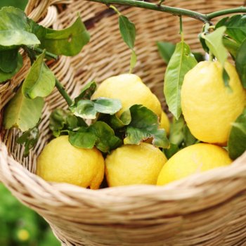 The lemons of the Riviera Apuana