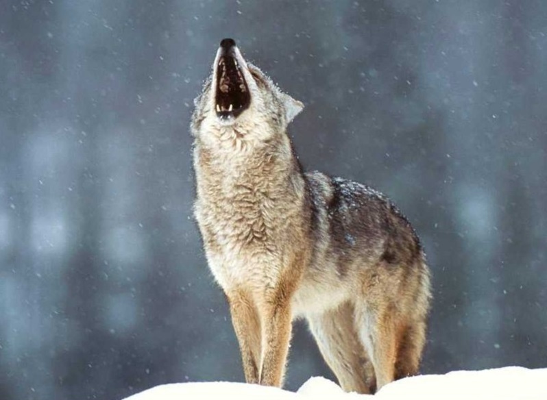 Le loup dans le Parc National des Apennins