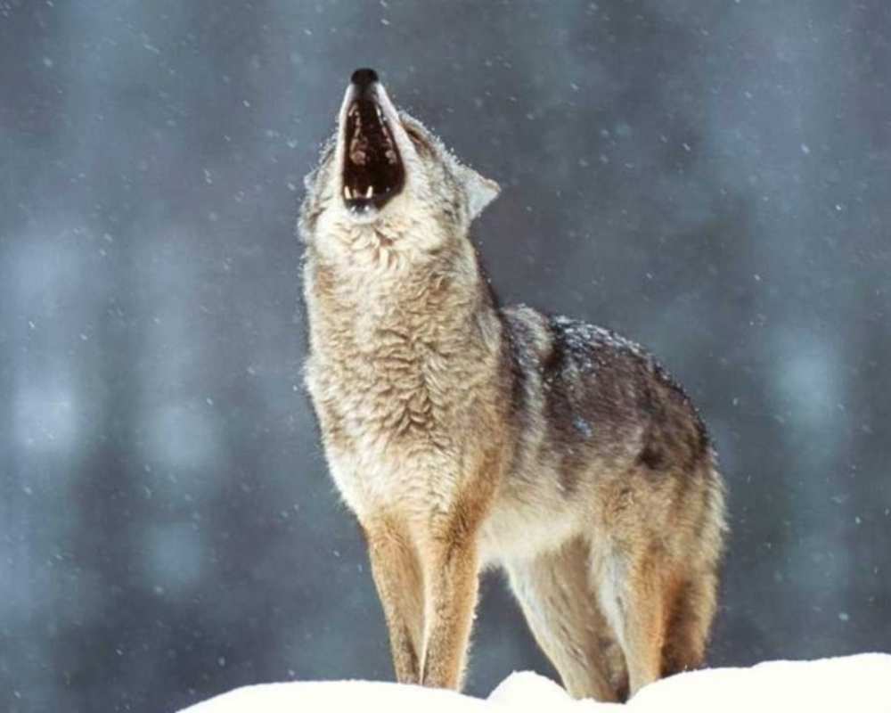 Der Wolf im Apennin-Nationalpark
