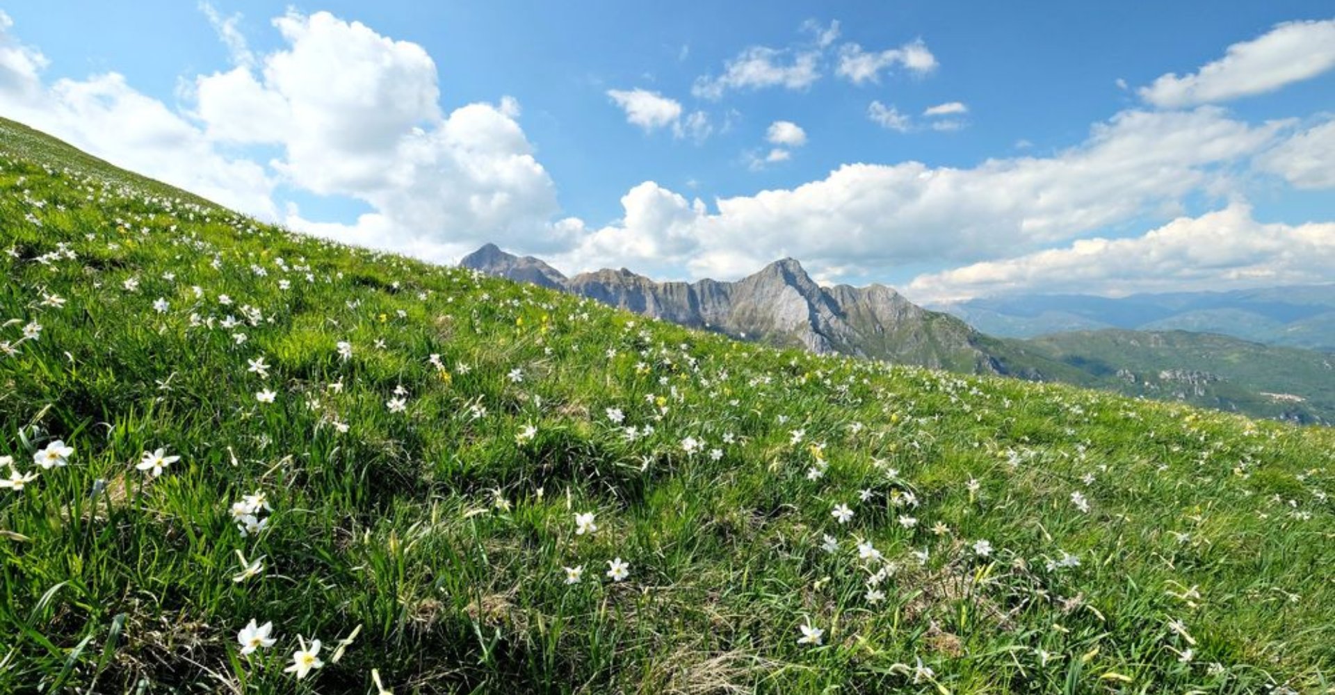 Monte Corchia, praterie di giunchiglie, Stazzema
