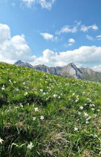 Monte Corchia, praterie di giunchiglie, Stazzema