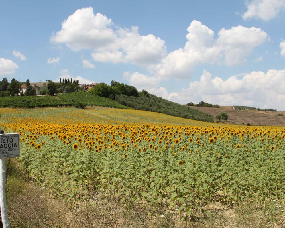 Montisi sunflowers
